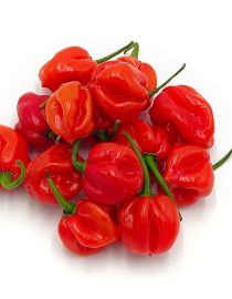 Chile habanero